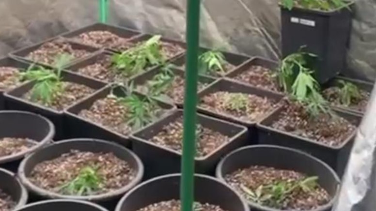 Evinin terasını 'uyuşturucu' tarlasına çevirdi