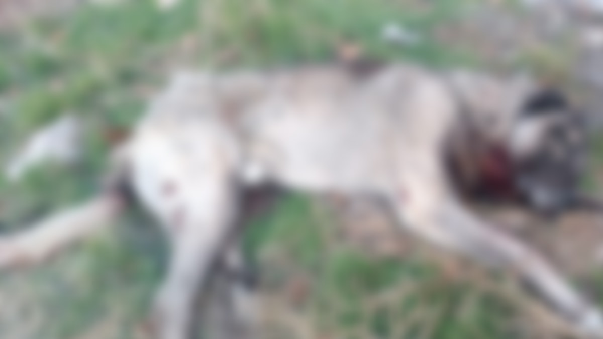 Ankara'da kan donduran olay: 4 köpek tüfekle öldürülmüş halde bulundu