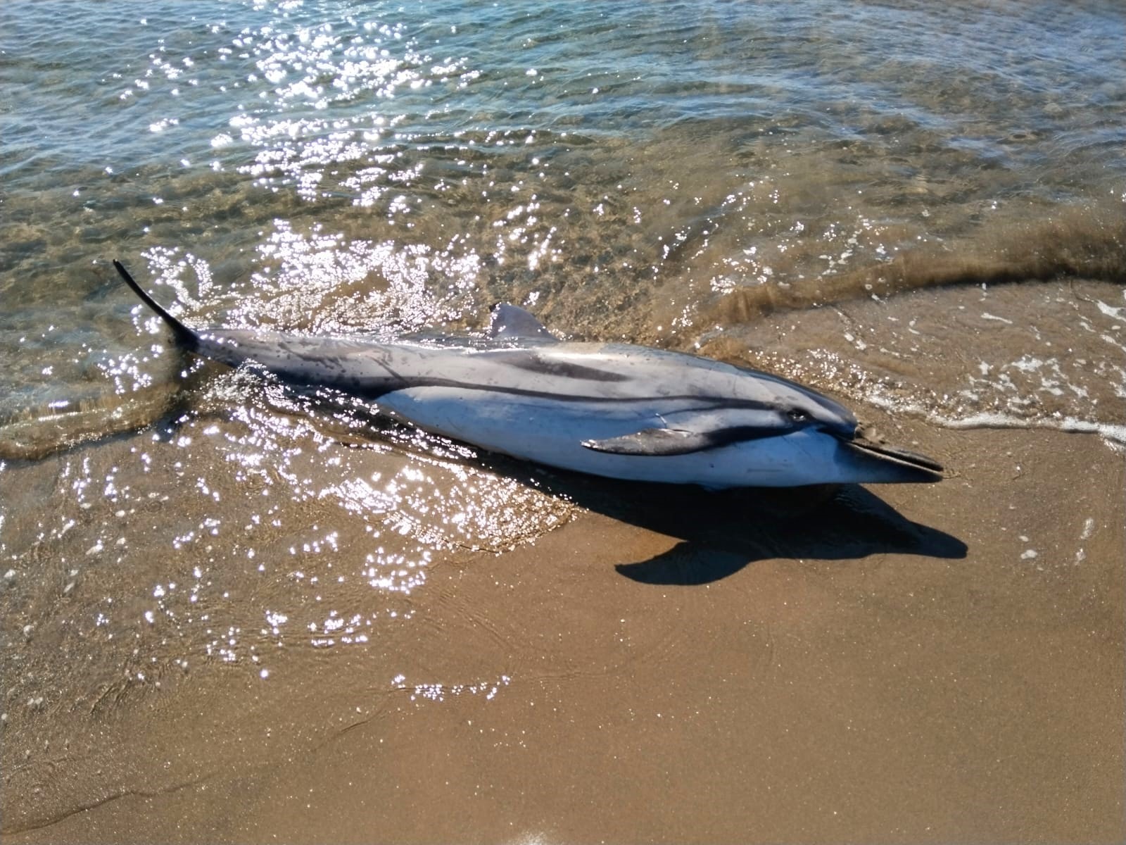Yunuslar trol ağlarının kurbanı oldu: 58 yunus öldü