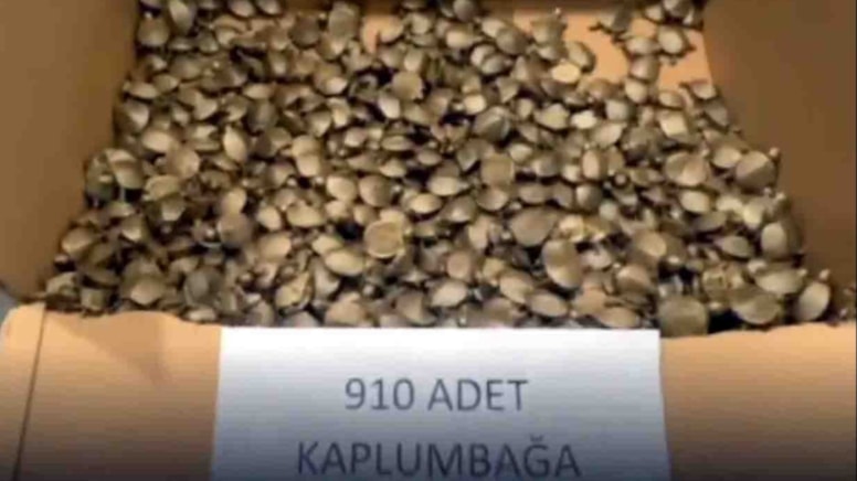 Gümrük kapısında 910 kaçak su kaplumbağası ele geçirildi!