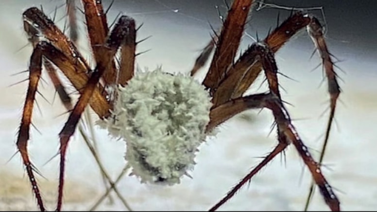 Barut deposunda bulundu! Örümcekleri 'zombiye' dönüştüren mantar türü keşfetti