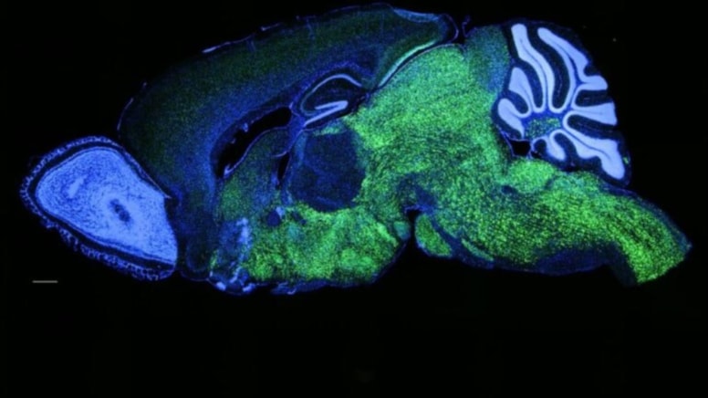 İnsan dil genini farelere naklettiler! Sonuç şaşırtıcı