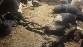 Ahır alevlere teslim oldu: 5 büyükbaş öldü