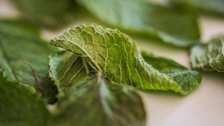 Bağışıklık sisteminin güçlendirdiği ortaya çıkmıştı, beyin hasarını da durduruyor