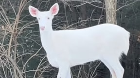 Nadir görülen geyik kameralara yansıdı: Mitolojide ne anlama geliyor?