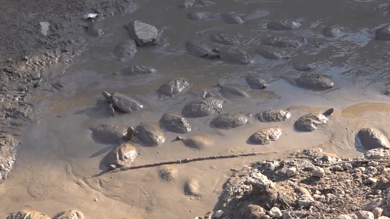 Çamurda mahsur kalan yüzlerce kaplumbağa kurtarıldı