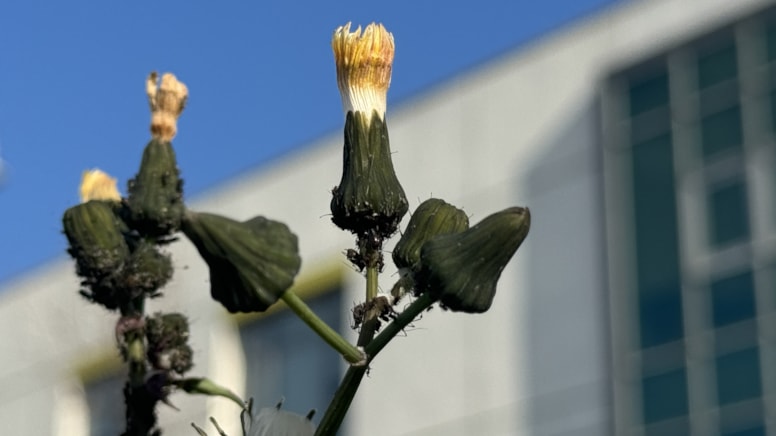 Böceklerin kışı canlı geçirmesi tarımsal üretimi olumsuz etkiliyor