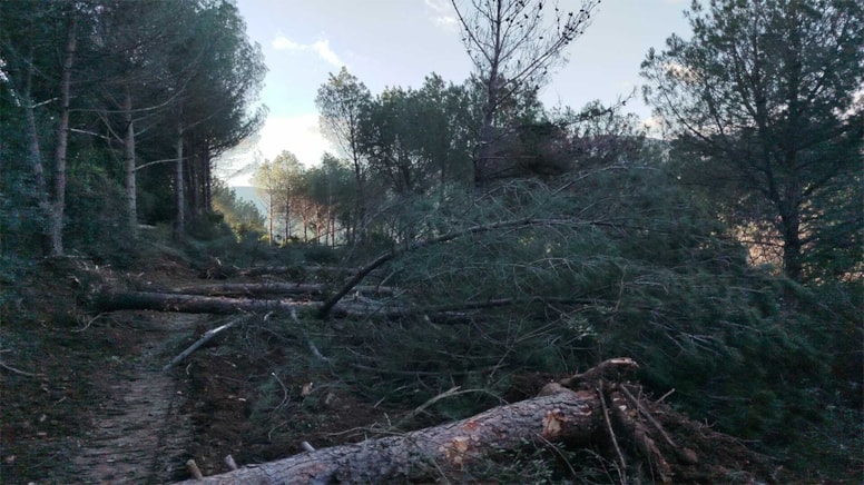 Yeni yol güzergahı için yüzlerce zeytin, incir ve çam ağacı kesiliyor