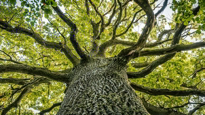 Bu ay etrafınızdaki ağaçları kontrol edin: İşte riskin zirve yaptığı saatler