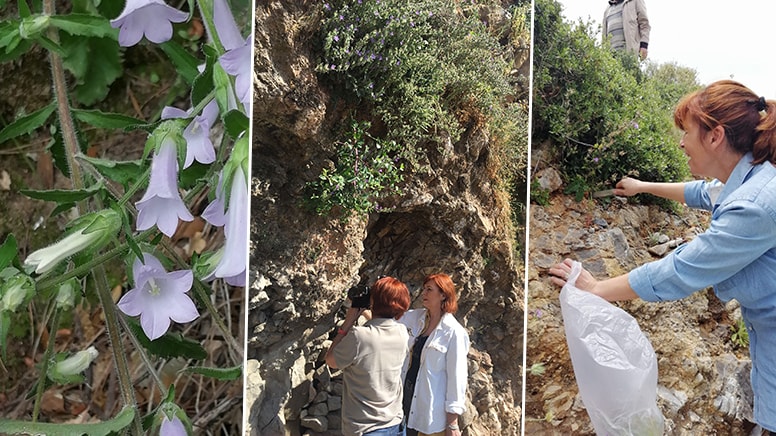 Sadece yasaklı bölgede yetişiyor! Türkiye'de yeni bir bitki türü keşfedildi