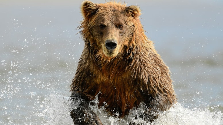 Ayıya yem olan çiftten korku dolu son mesaj