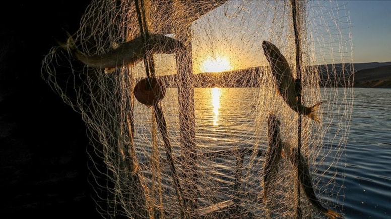 Bu balığı tutanlara, balık başına 1.600 TL ödenecek