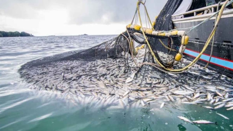 Mezgit ve ton balığını unutun: D vitamini içeriği ve düşük kolesterolü nedeniyle 1 numara olan balık bu