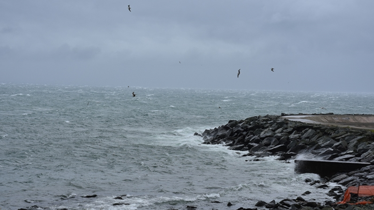 157 tanesi kıyıya vurdu! Hepsi 'yalancı'
