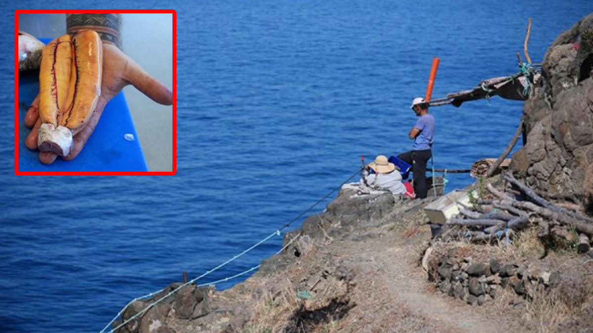 Balıkçılar yakalayıp balmumuyla saklıyor: Denizin en değerlisi, ticari getirisi yüksek