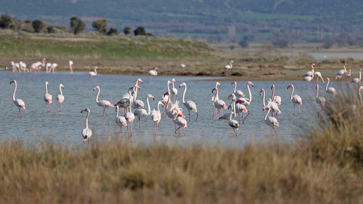 Çanakkale’de kuş cenneti: 51 farklı tür gözlemlendi