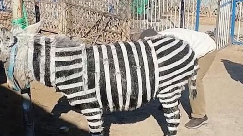 Bunu da gördük: 'Damalı eşek' gerçek oldu
