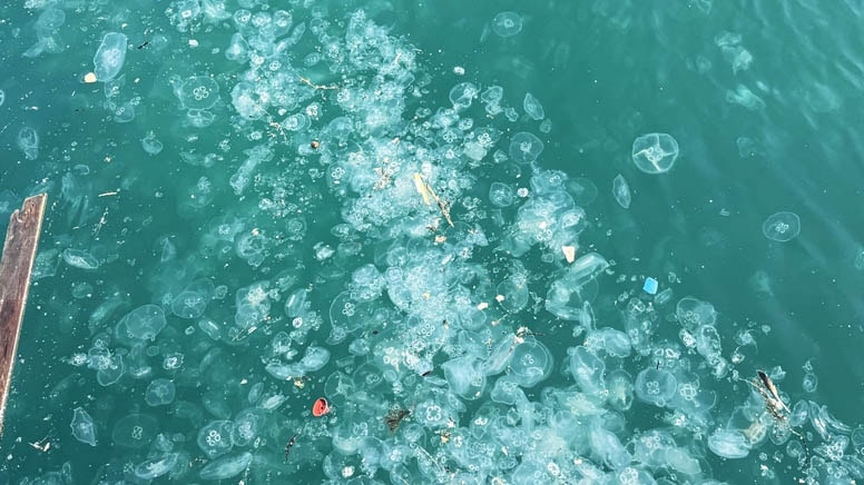 Marmara denizanasıyla kaplandı, profesörden uyarı geldi