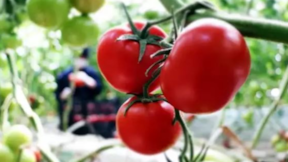 5 litrelik şişede kilo kilo domates hasat ediyorlar