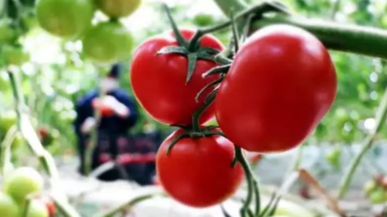 5 litrelik şişede kilo kilo domates hasat ediyorlar