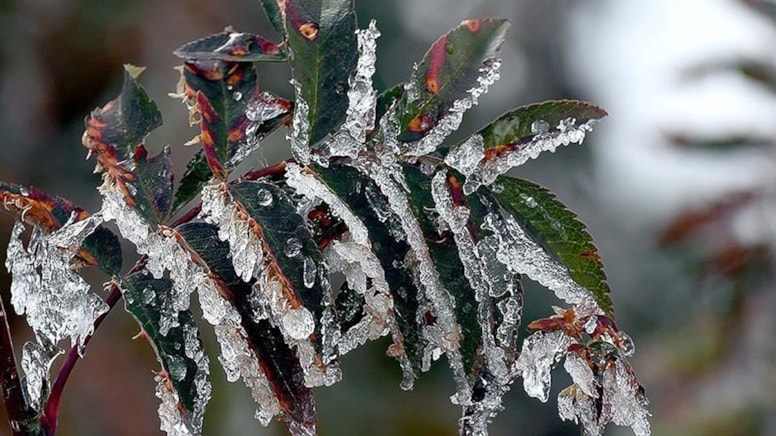 Çukurova'yı don vurmuştu! CHP'li Kış'tan 'afet bölgesi' önerisi