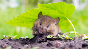 Fareler 2 bitkiden nefret eder: Bahçeye ya da saksıya ekmeniz yeterli