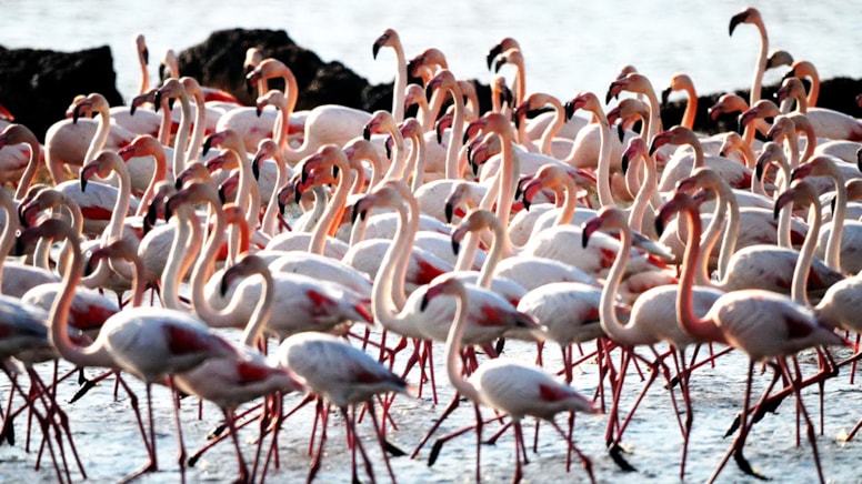 Allı turnalar akın akın geldiler, oltalara takılıp öldüler