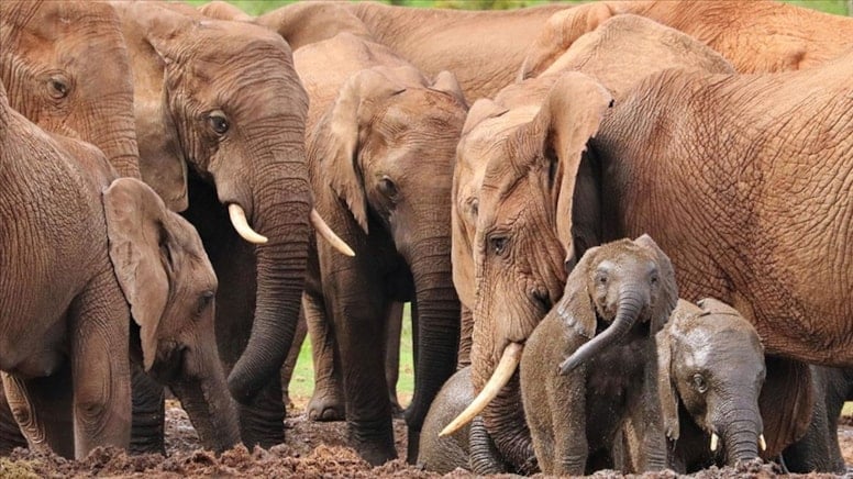 Hindistan'da fil saldırısı: 5 ölü
