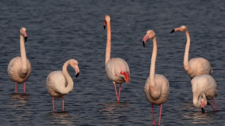 İzmir'in flamingoları şehrin gözdesi oldu