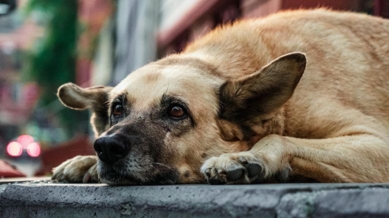 Köpek katliamı yapacak iddiası… AKP’li belediye ihaleyle anestezi ilaç aldı