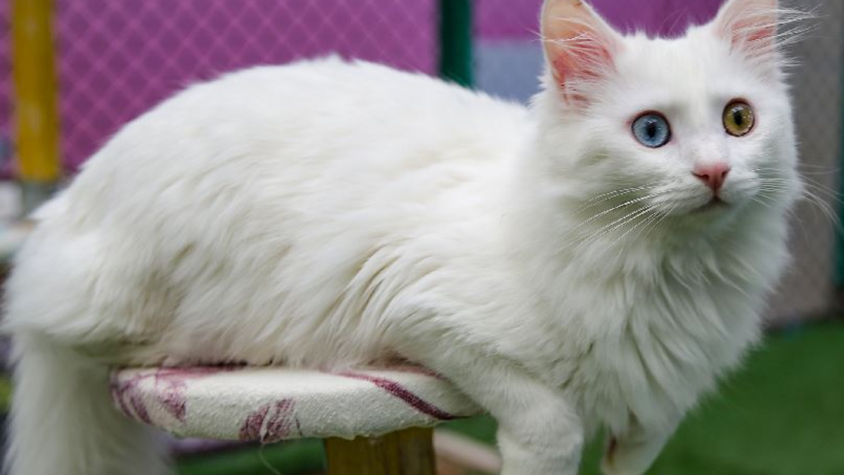 Bu villada sadece kediler yaşıyor: 200 bin kişi görmeye gitti