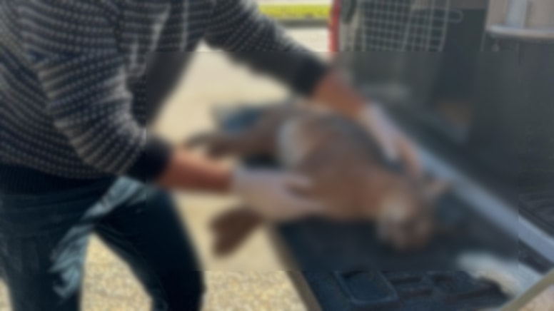 Koruma altındaki Karakulak trafik kurbanı oldu