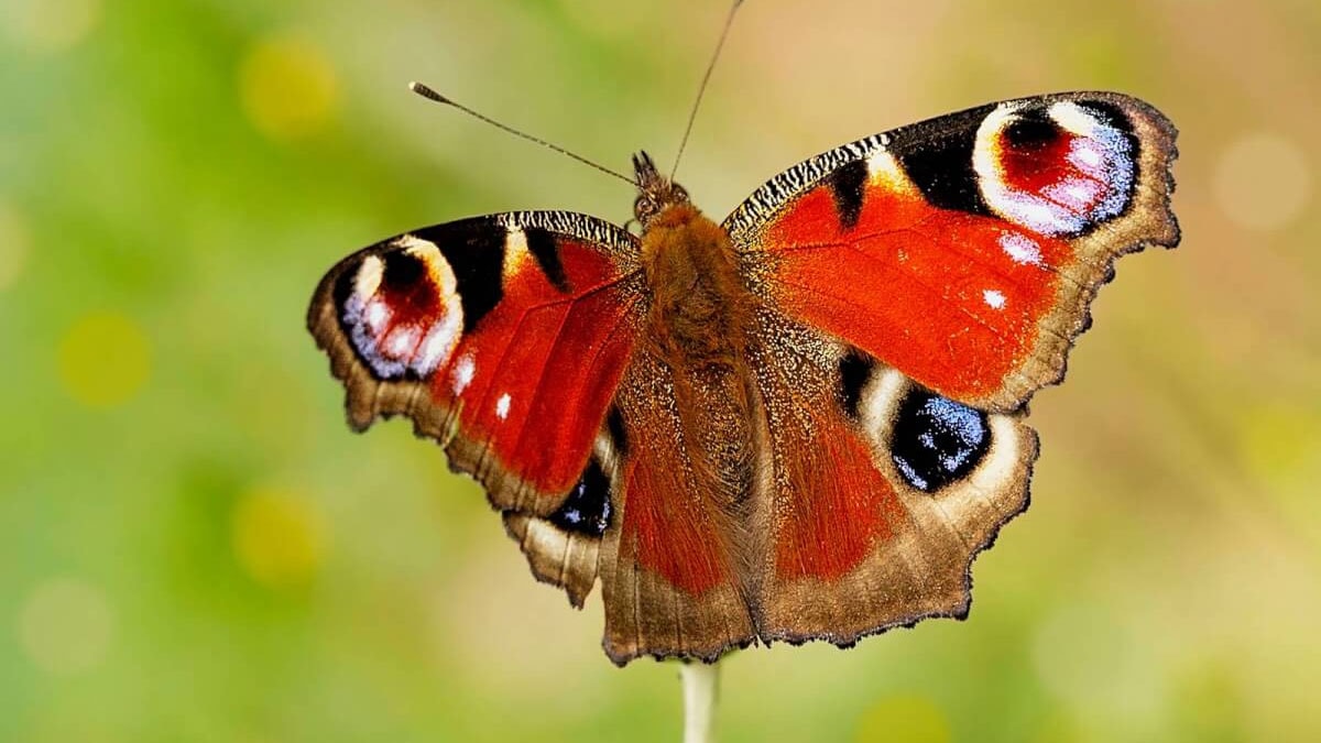 Vücuduna kelebek enjekte edip acı sonu yaşadı