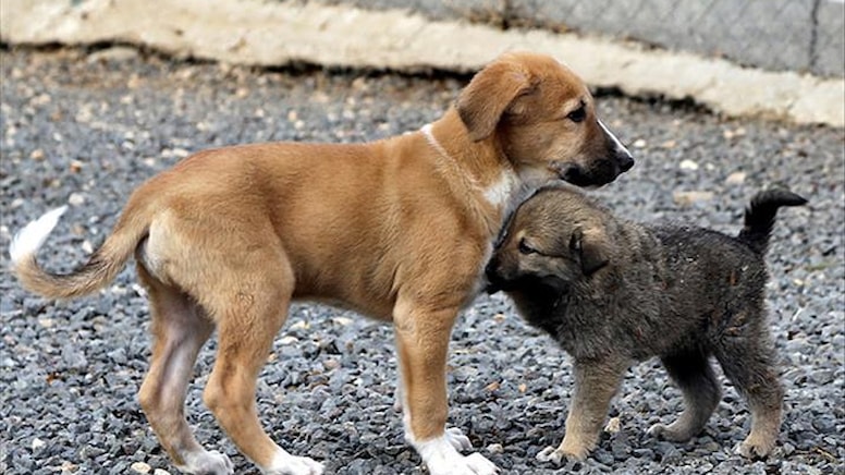 Köpek dövüştürme ve hayvanlara kötü muameleye 475 yıl hapis cezası