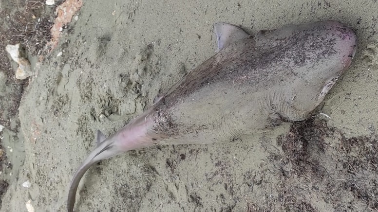 Tekirdağ'da sahile köpek balığı vurdu