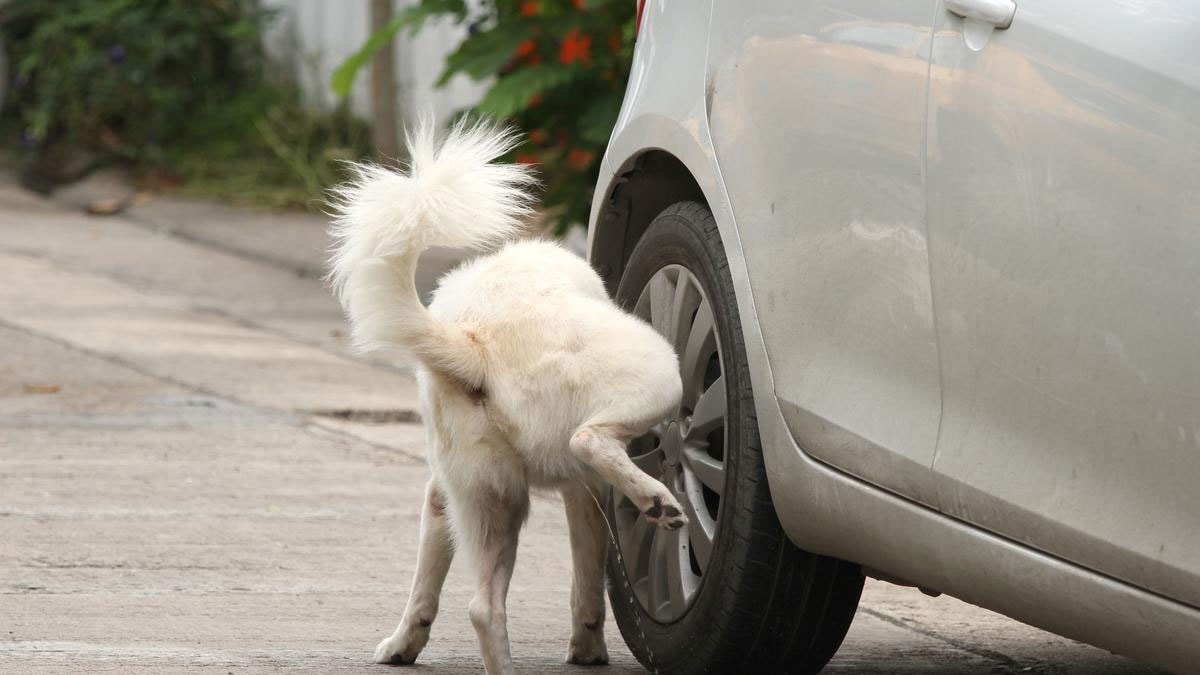 Köpekler bu yüzden araba lastiklerine işiyormuş