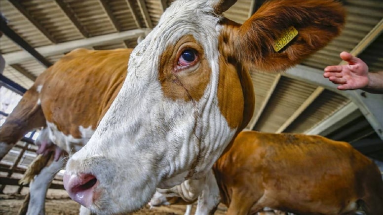 Müslüman ülke lideri halkına seslendi: "Lütfen bu yıl kurban kesmeyin"