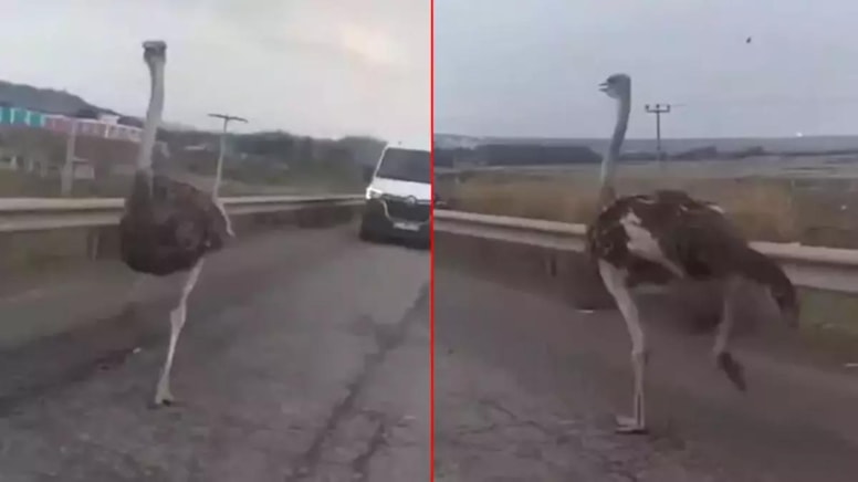 Diyarbakır'da görenleri gülümseten kovalamaca: İş yerinden kaçtı karayoluna girdi, 3 gün sonra bulundu