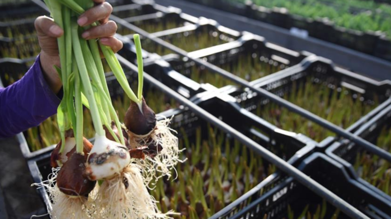 Topraksız, gübresiz 21 günde hasat veriyor: Türkiye'nin her köşesinden sipariş alıyorlar