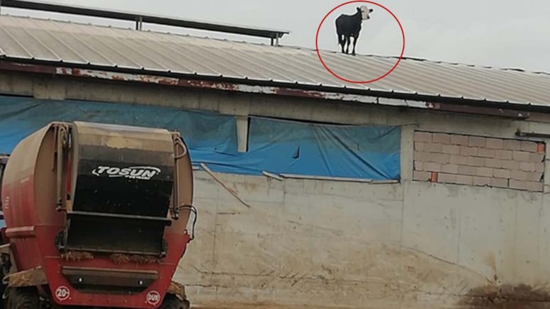 Aşıdan kaçıp çatıya çıktı