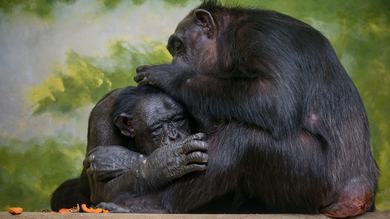 İnsanların özelliği sanıyorduk ama maymunlar da yapabiliyormuş!