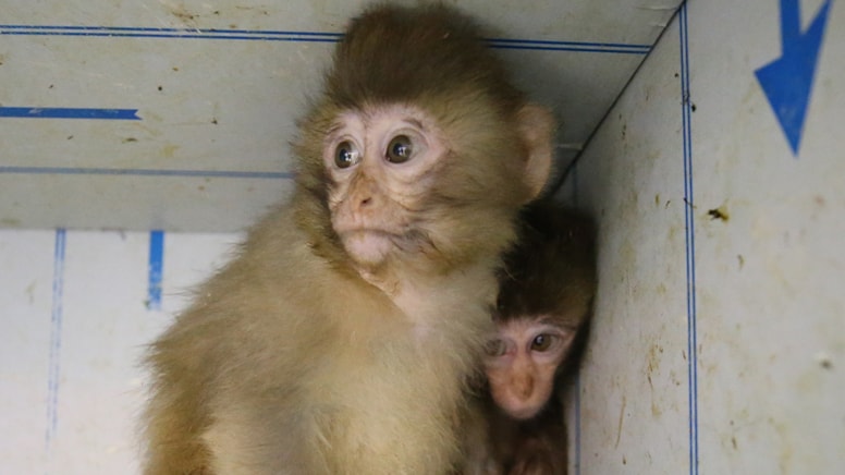 Bu kez adres Habur... 2 maymun yavrusu koruma altına alındı