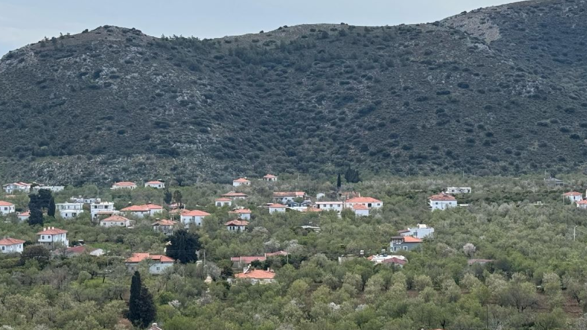 Datçalıların geçim kaynağı oldu! Kışın hasat veriyor, kilosu 600 lira