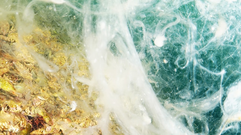 Müsilajın Büyükada ve Sivriada'da etkisi görüntülendi: Trajedi