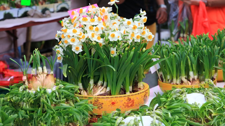 Ellerinizi asla değdirmeyin! Bu çiçek gizli güçlere sahip