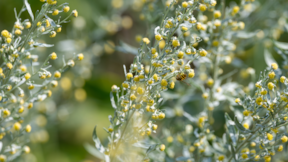 Kolon kanserinin çaresi bu bitkide: Bilim dünyası peşine düştü