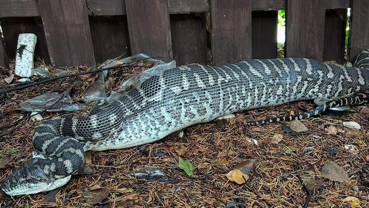 Kimse durduramadı: Ekipler gelene kadar evin göz bebeğini midesine indirdi