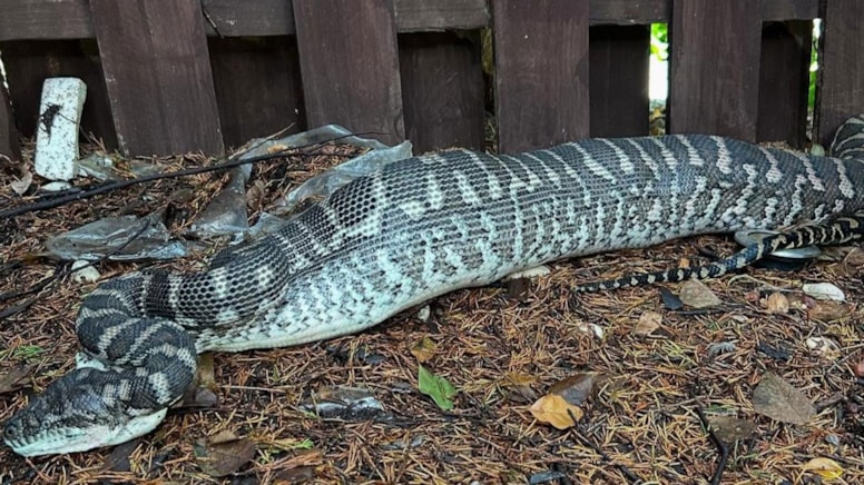 Kimse durduramadı: Ekipler gelene kadar evin göz bebeğini midesine indirdi
