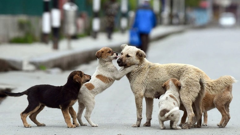 Köpekler en çok bu rengi seviyormuş