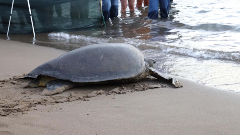 Caretta caretta inanılmaz yolculuğu: 15 ayda 1700 kilometre!